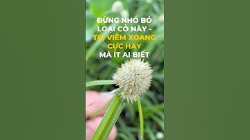 Cỏ Bạc Đầu – Loại Cỏ Ven Đường Trị Viêm Xoang Hiệu Quả Bất Ngờ!