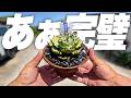 【完璧】我が家の最高傑作を最高の鉢に植えたら完璧すぎたのでマジで自慢したい[アガベ]