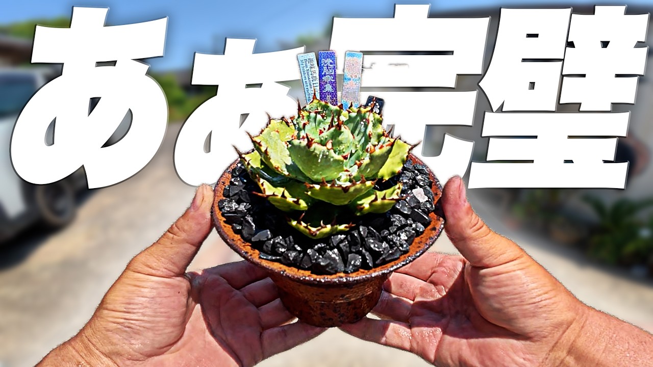 【完璧】我が家の最高傑作を最高の鉢に植えたら完璧すぎたのでマジで自慢したい[アガベ]