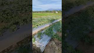 Lahan Basah Semangka Produksi F1