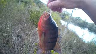 Mayan From Mm63 Lake 2024