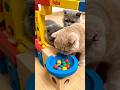 Cat Loves Marbles!#shorts #funny #asmr #cat #cute #ビー玉転がし #animals #satisfying #ai #マーブルラン