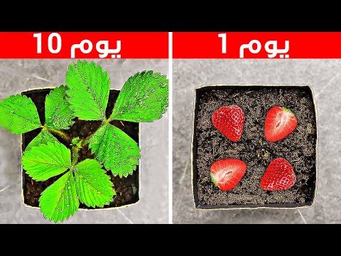 ٣١ حيلة مدهشة للزراعة في المنزل 