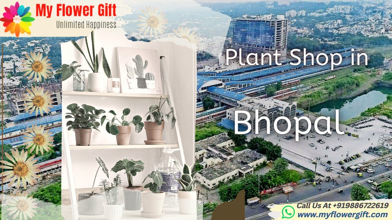 Plant shop in Bhopal Online Plant Delivery in Bhopal Same Day and