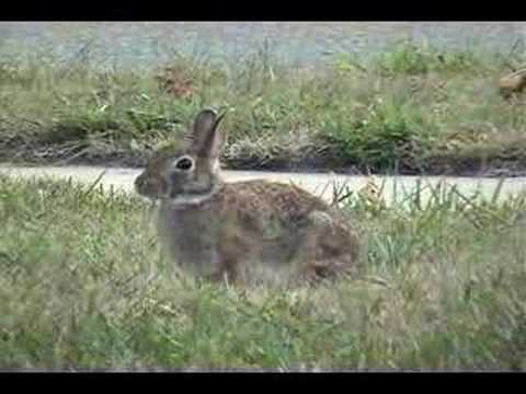 Rude Little Rabbit - YouTube