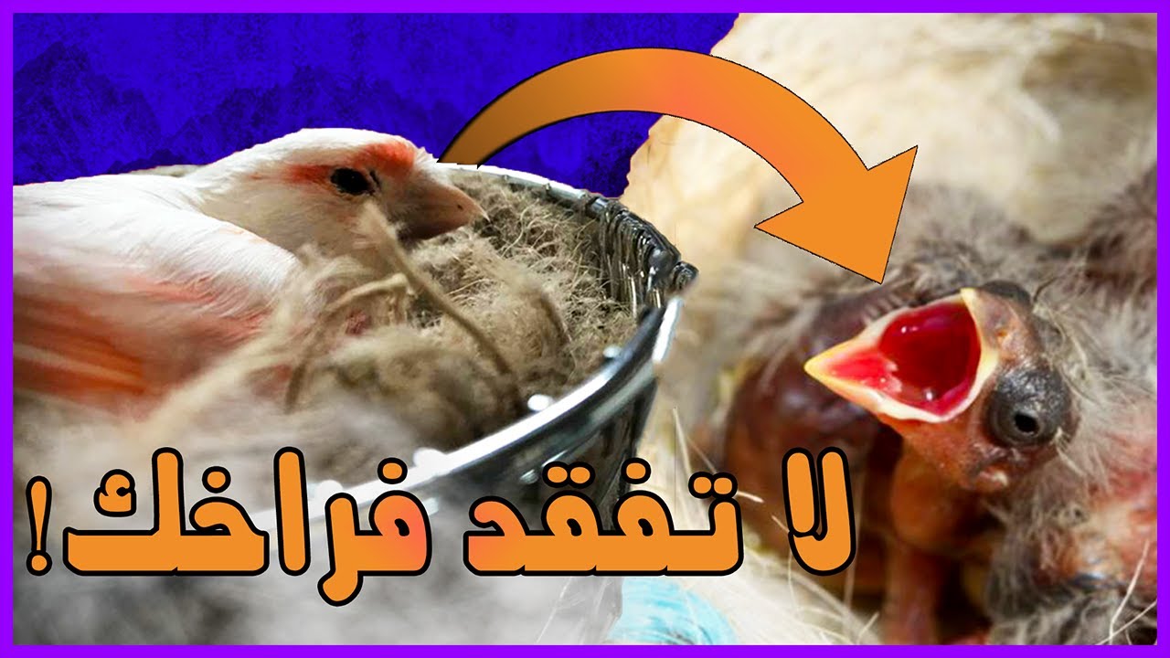 سر التعامل مع فراخ الكناري من اليوم الأول إلى موعد الفطام !