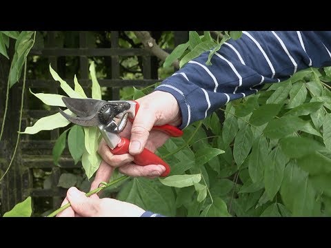 How to prune wisteria
