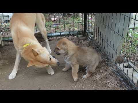 我が子を躾けたい母犬  