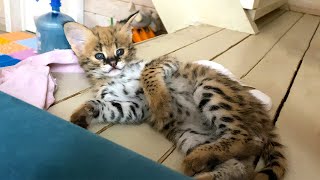 SERVAL RIDES A CAR AND PLAYS WITH A CHILD