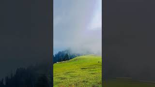 Lush Green Meadows of Siri Paaye Shogran | Breathtaking Views #nature #shorts #meadows #explore