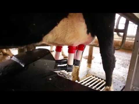 Lely Astronaut A4 milking robot – Hammond Farms Testimonial (Canada)