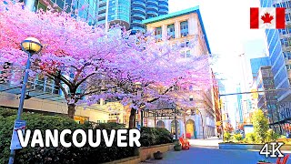 【4K】 Cherry Blossoms 2024 in Downtown  Vancouver BC, Canada. March 19 2024.