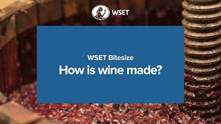 WSET Bitesize - How is wine made?
