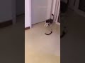 Cat vs snake doll cat snake shorts viral