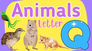 Animals Starting with the Letter Q English Vocabulary Animals with Pictures for Kids