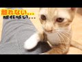 保護した捨て猫がどこにでも人についてくるストーカー猫だった...
