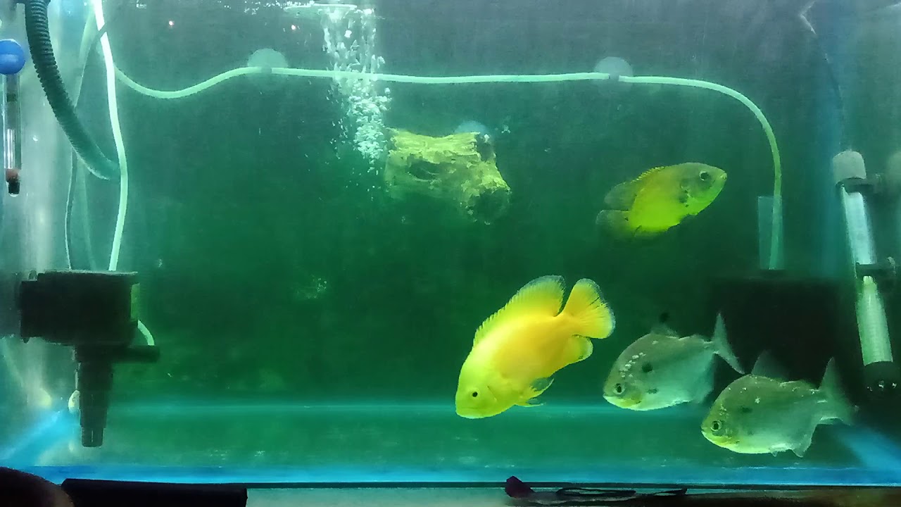 Personal Aquarium YouTube Personal Aquarium YouTube