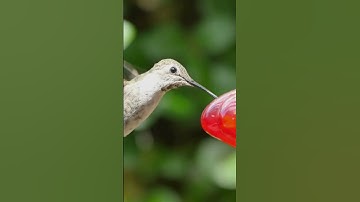 Humming Bird. A Unique Fact. #Hummingbird #fascinatingwildlife #animals #facts