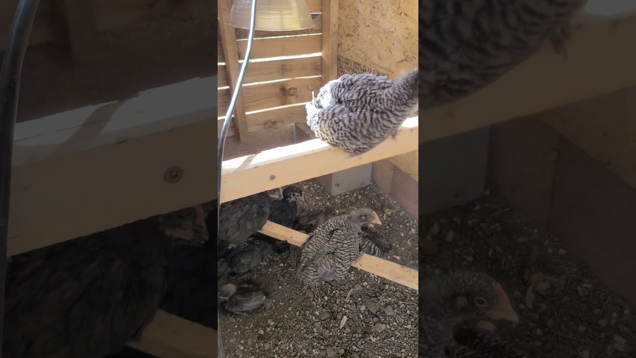 Introducing new chicks to a flock!