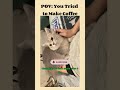 Lovely cat videos | American cat lovers | #shorts #viral #america #usa #catshorts #catmoments #funny