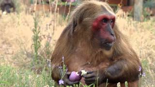 Easter at the Born Free USA Primate Sanctuary