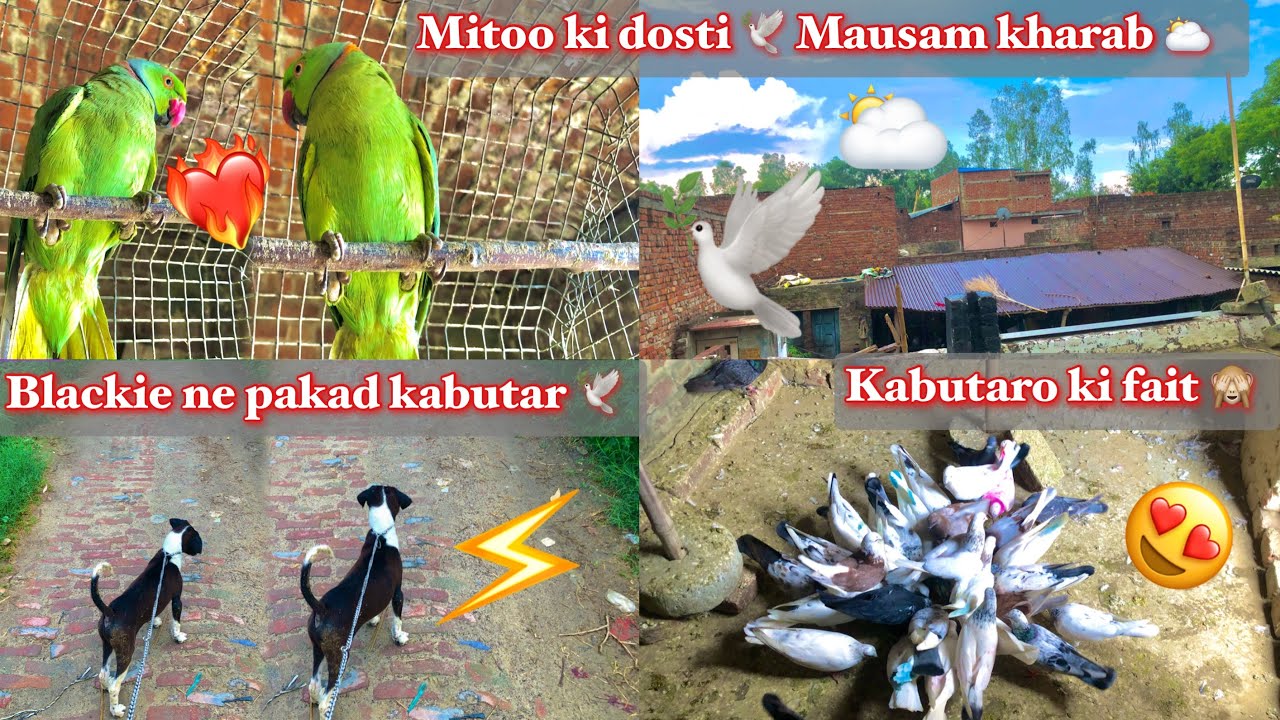 mitoo ki dosti🕊️mausam kharab🌥️// blackie ne pakda kabutar😱