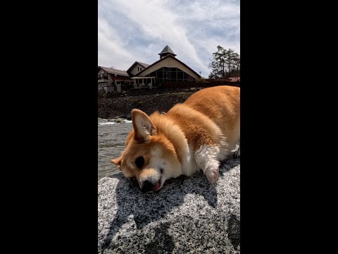 石の上でご機嫌なコーギー / Corgi having fun on the stone #コーギー #サクラ #sakura