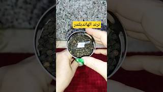 ترند الفلفل الاسود والهاندبلندر