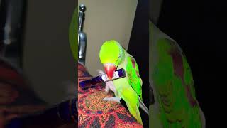 MITHU IS PLAYING❤️🤩🥰😜😂 #parrot #bird #parrotstars #talkingparrot #greenparrot #cute #nightparrot