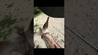 Riding donkey for sale
