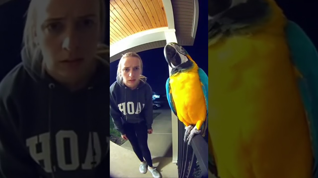 This Macaw Know How to Deal with HOA Karen 🦜🤣 Watch This Hilarious Showdown 