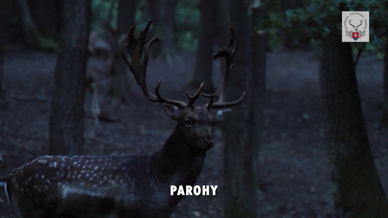 Poďte s nami do lesa: Danielia ruja