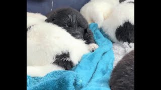 Puppy Sleeping with both eyes open! #shorts #puppylove #dogs #viral by DIY MY RURAL LIFE! 110 views 9 months ago 7 seconds