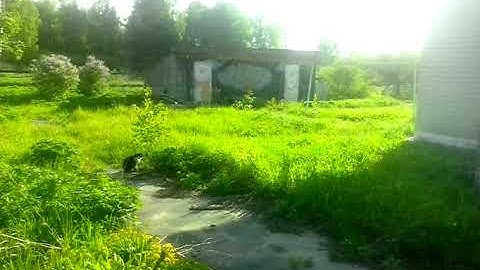 We graze pigeons (VID 20190525 062914)