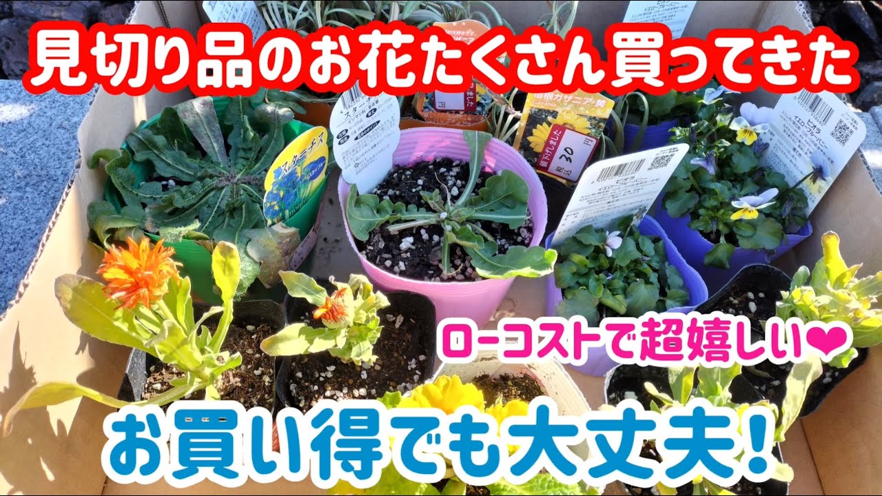 見切り品で買った花苗の紹介 驚きの安さ Youtube