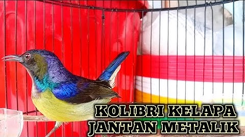 kolibri kelapa | manggar | wiceh | korlap jantan metalik memancing emosi lawan narung