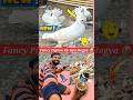 Kabutar Ko Kya Hogya 😭 Wait for End 🧐 #minivlog #vlogs #shorts #kabutar #pigeon #pets #kabootar