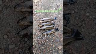 БОМБА ФОРЕЛЬ! КЛЁВ ОТМЕННЫЙ! ФОРЕЛЬ НА ЧЕРВЯ! #форель #природа #живаяприрода #fishing #ловляфорели