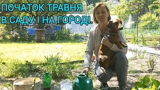 Прогулянка САДОЧКОМ🌹🌳🪷 і ГОРОДОМ🍅🫑🥕6.05.24#оглядгородувтравні#онлядсаду#овочі#город#розсада#дача#сад