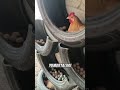 Afrika’da Tavuk Yetiştiriciliği 😲🐔 Siz Hiç Böyle Görmüş Müydünüz?
