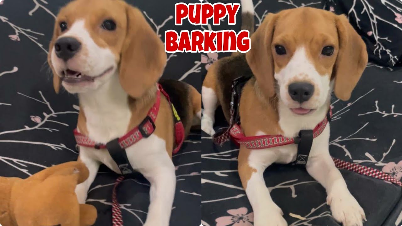 Beagle puppy barking sound / dog barking sound YouTube
