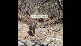 La elegancia del gato montés #nayarit #mexico #bobcat
