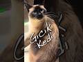Gıcık Kedi 😬