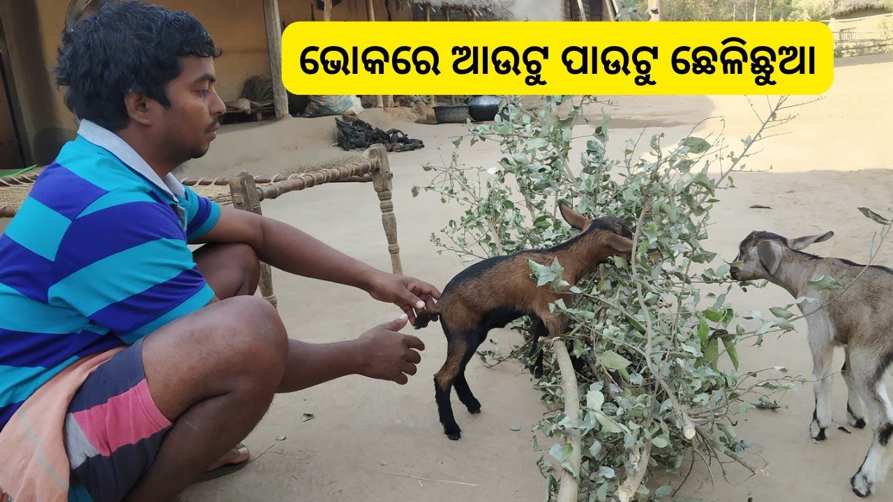 ଛେଳିଛୁଆ ପାଇଁ ଖାଦ୍ୟ Feeding baby goats Baby Goat crying for milk