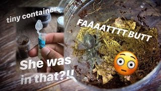 Tarantula Unboxing ~ DID NOT REALIZE her BUTT was that HUGE !!!