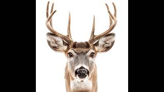 BIG BAD BUCK BAD BABY