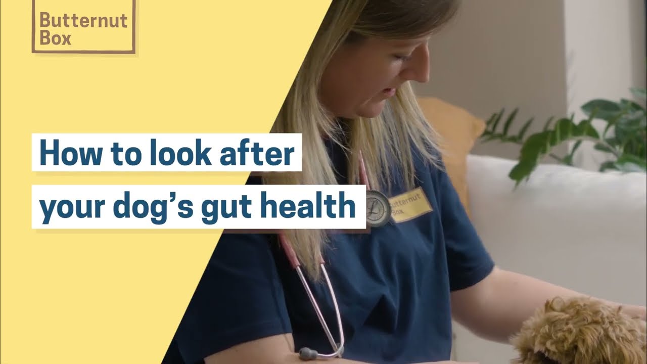 How to look after your dog’s gut health Vet Nurse explains Dog News 