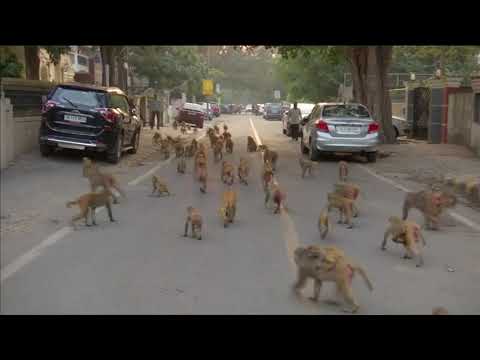 Video: India Contrata Hombres Mono Enmascarados Para Combatir La Amenaza De Los Macacos