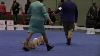 Best of Breed - AKC National Show 12-16-2018 by John Schwartz 69 views 5 years ago 20 minutes