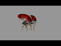 The wrong rock  animation   ladybird fly cycle fast